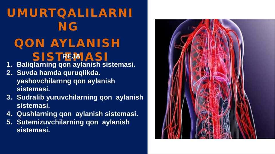 UMURTQALILARNING QON AYLANISH SISTEMASI