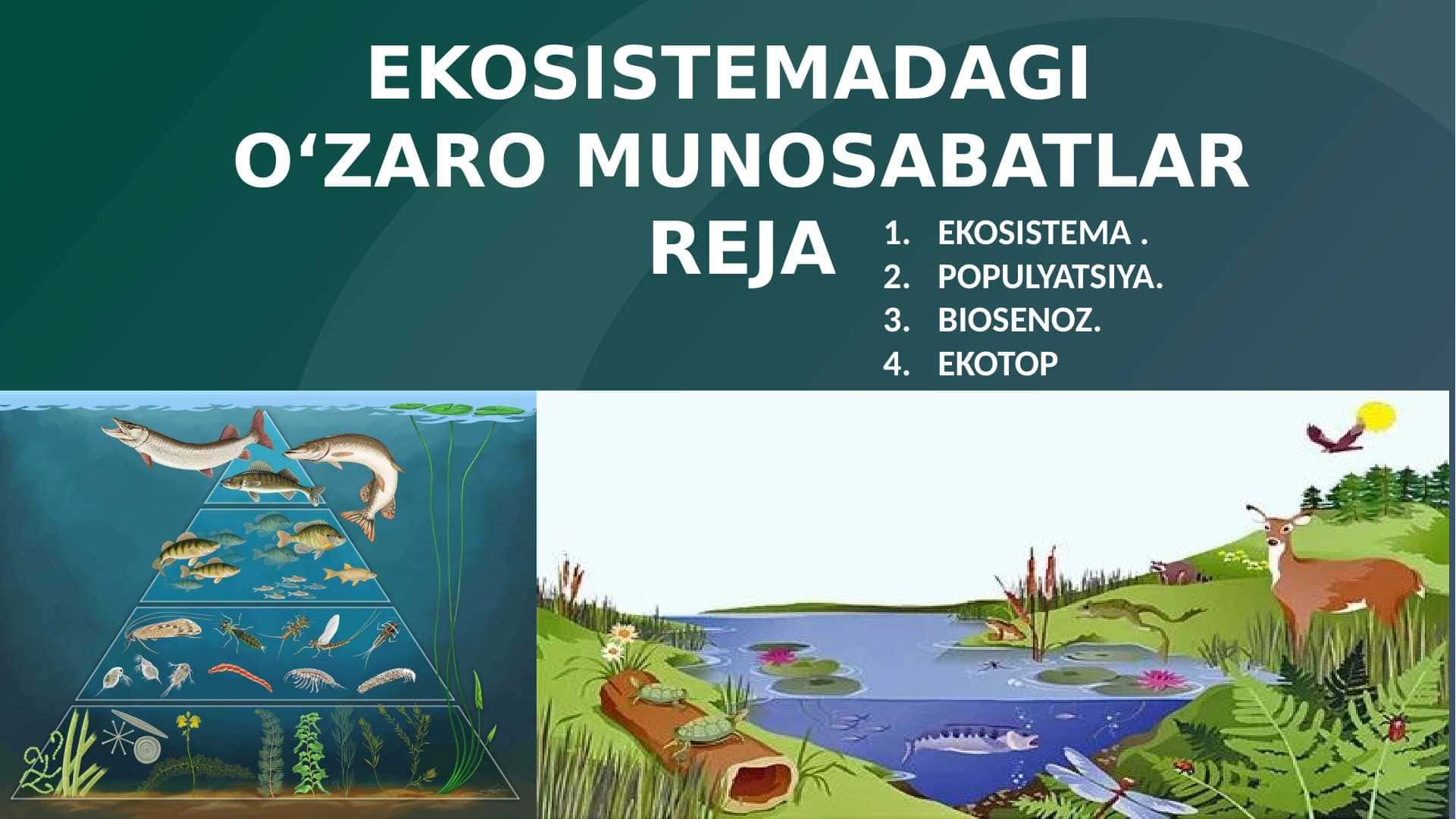 EKOSISTEMADAGI O‘ZARO MUNOSABATLAR