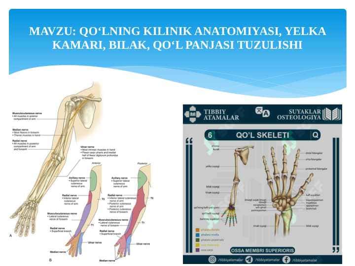 Qo‘lning kilinik anatomiyasi, yelka kamari, bilak, qo‘l panjasi tuzulishi