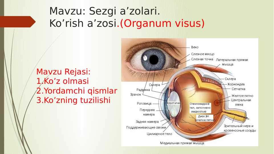 Sezgi a’zolari. Ko’rish a’zosi