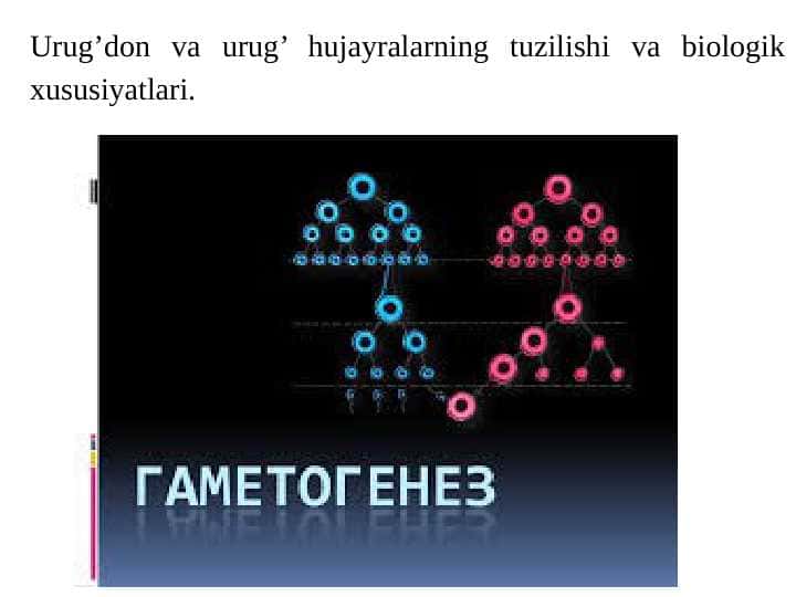 Urug’don va urug’ hujayralarning tuzilishi va biologik xususiyatlari