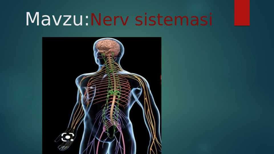 Nerv sistemasi