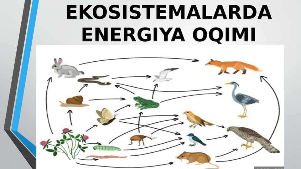 6-sinf. Sciens. EKOSISTEMALARDA ENERGIYA OQIMI