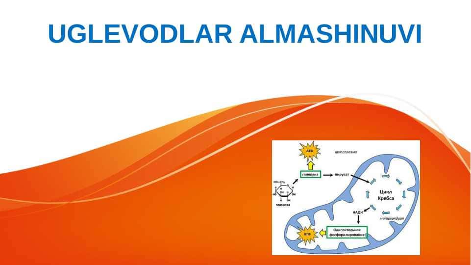 Uglevodlar almashinuvi