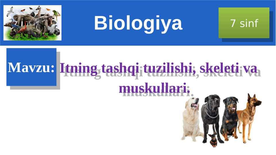 Itning tashqi tuzilishi, skeleti va muskullari