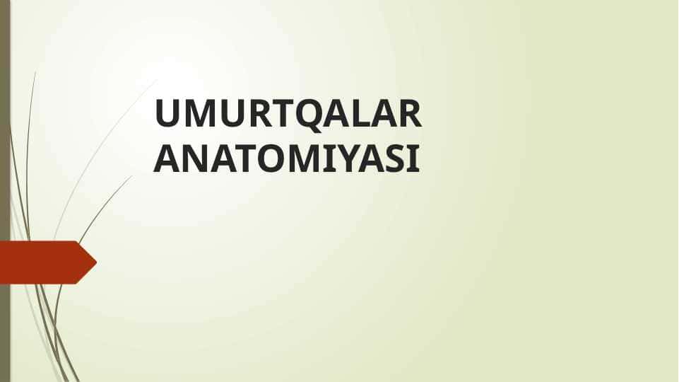 UMURTQALAR ANATOMIYASI