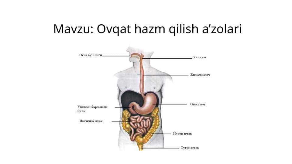 Ovqat hazm qilish a’zolari