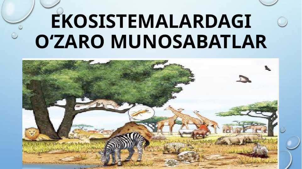 EKOSISTEMALARDAGI O‘ZARO MUNOSABATLAR