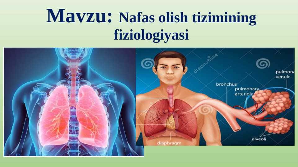 Nafas olish tizimining fiziologiyasi