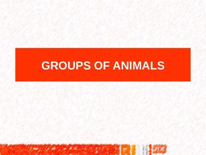 GROUPS OF ANIMALS