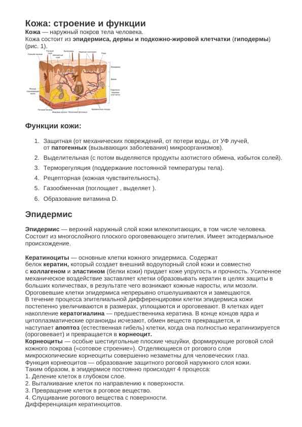 Кожа: строение и функции