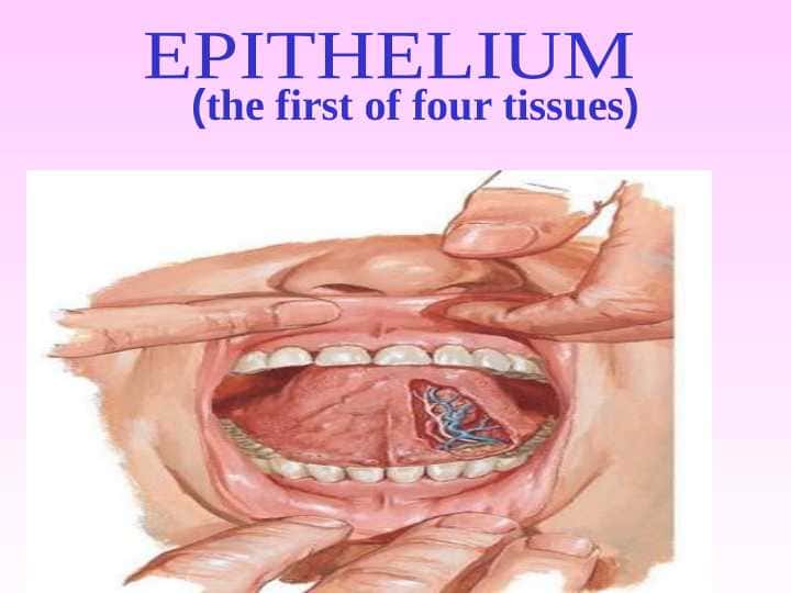 Epitheliume