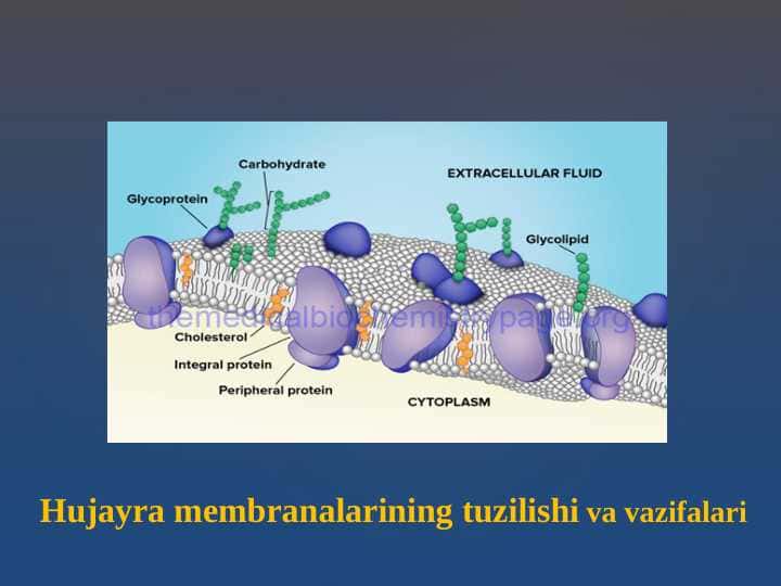 Hujаyrа mеmbrаnаlаrining tuzilishi va vazifalari