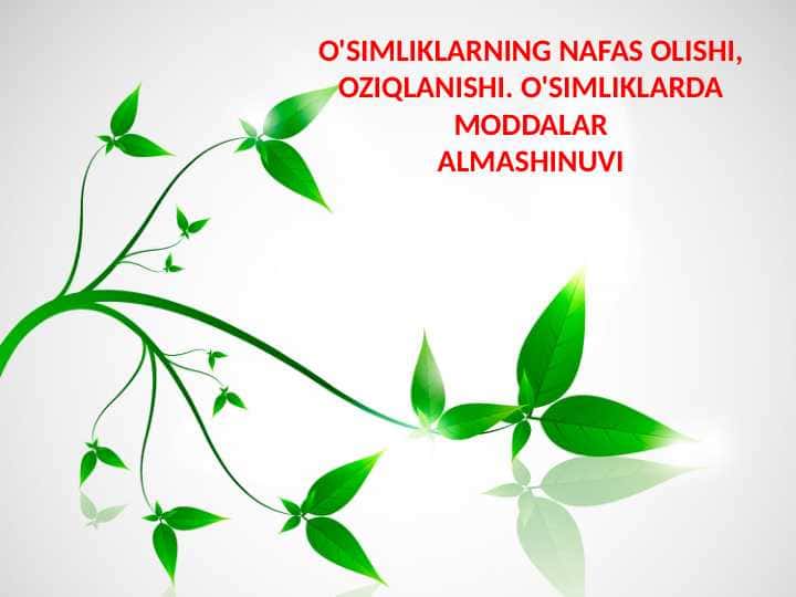 O'SIMLIKLARNING NAFAS OLISHI, OZIQLANISHI. O'SIMLIKLARDA MODDALAR ALMASHINUVI
