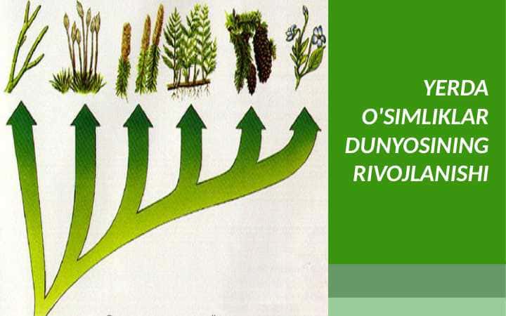 YERDA O'SIMLIKLAR DUNYOSINING RIVOJLANISHI
