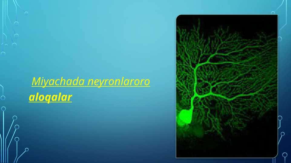 Miyachada neyronlaroro aloqalar