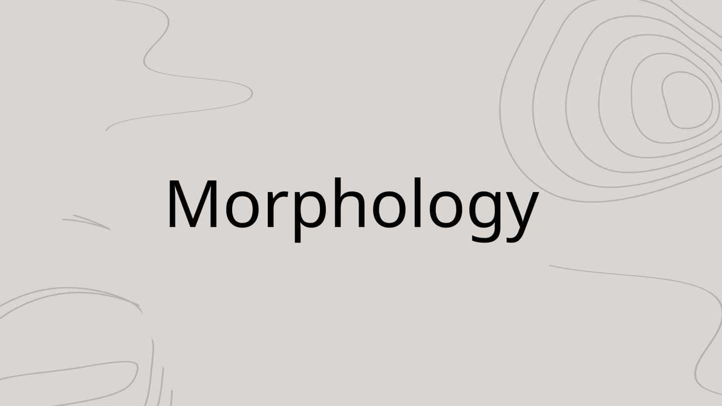 Morphology