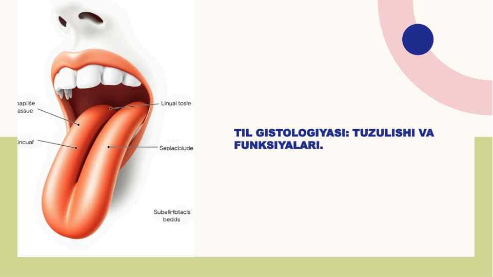 Til gistologiyasi : tuzulishi va funksiyalari