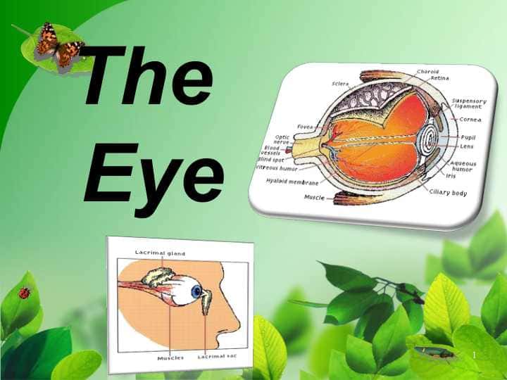 The Eye