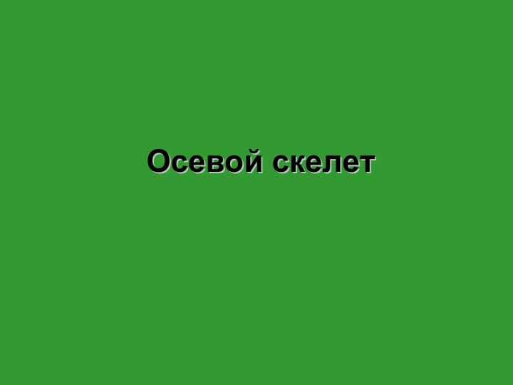 Осевой скелет