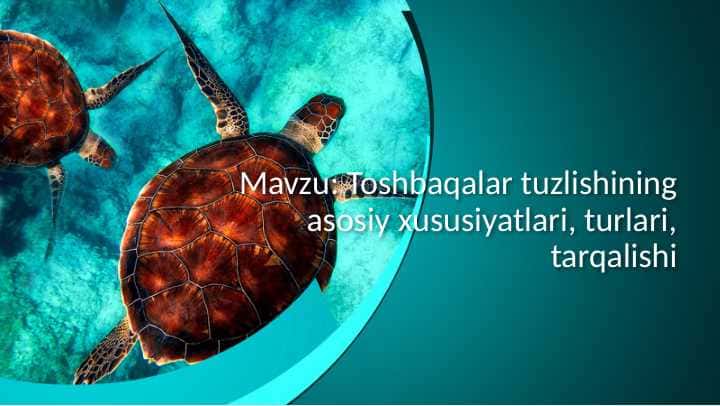 Toshbaqalar tuzlishining asosiy xususiyatlari, turlari, tarqalishi