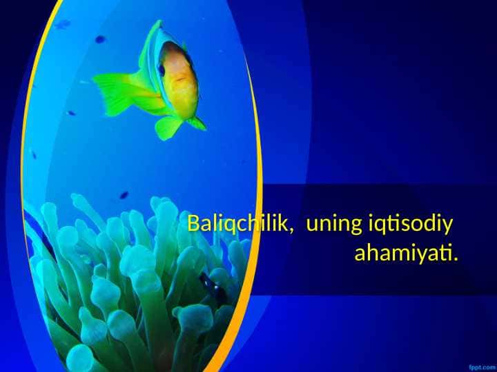 Baliqchilik, uning iqtisodiy ahamiyati.
