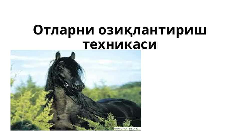 Отларни озиқлантириш техникаси Otlarni ozuqlantirish texnikasi