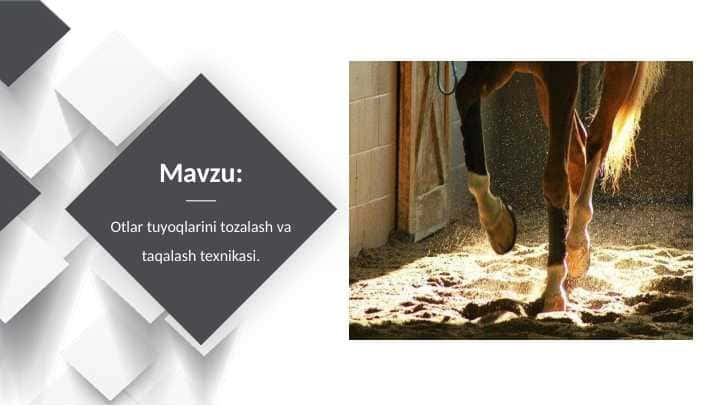 Otlar tuyoqlarini tozalash va taqalash texnikasi