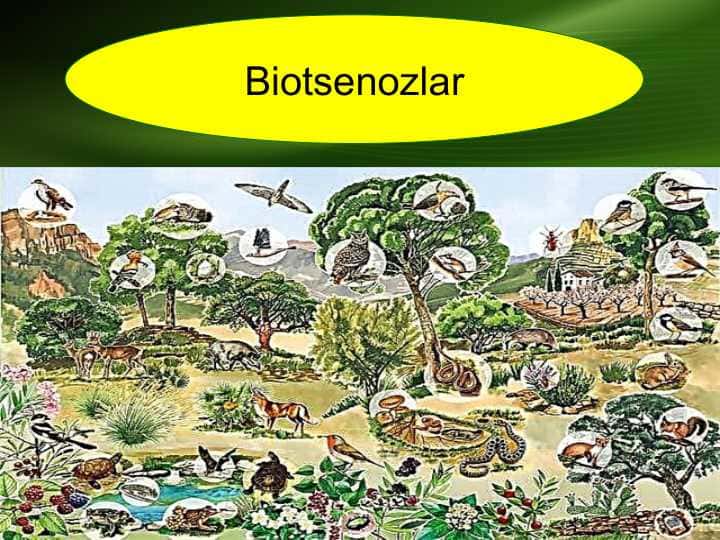 Biotsenozlar . Ekologiya