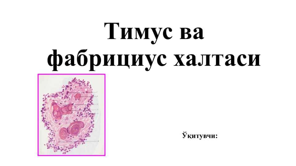 Тимус ва фабрициус халтаси