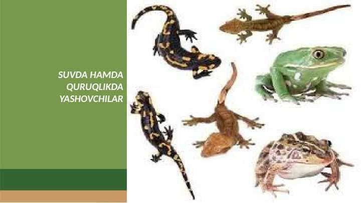 SUVDA HAMDA QURUQLIKDA YASHOVCHILAR. Tuxum qo‘yishi