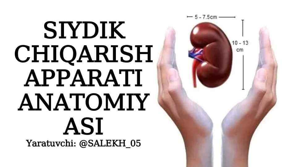 Buyrak anatomiyasi.