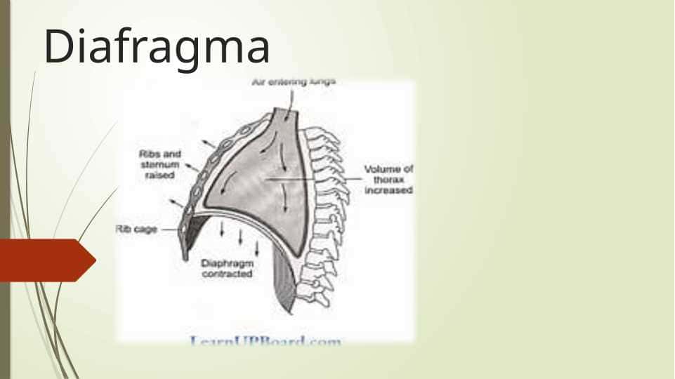 Diafragma topografiyasi.