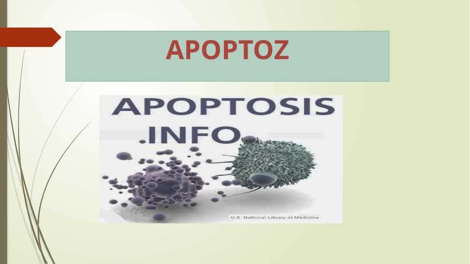 Apoptoz