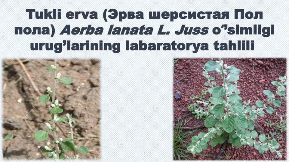 Tukli erva (Эрва шерсистая Пол пола) Aerba lanata L. Juss oʻ’simligi urug’larining labaratorya tahlili