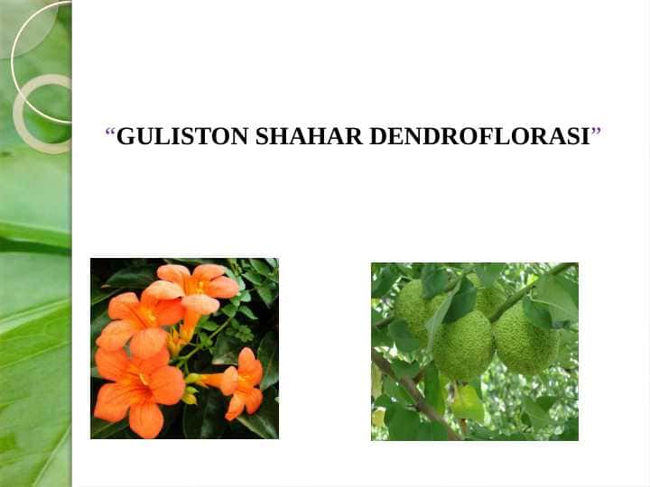 GULISTON SHAHAR DENDROFLORASI