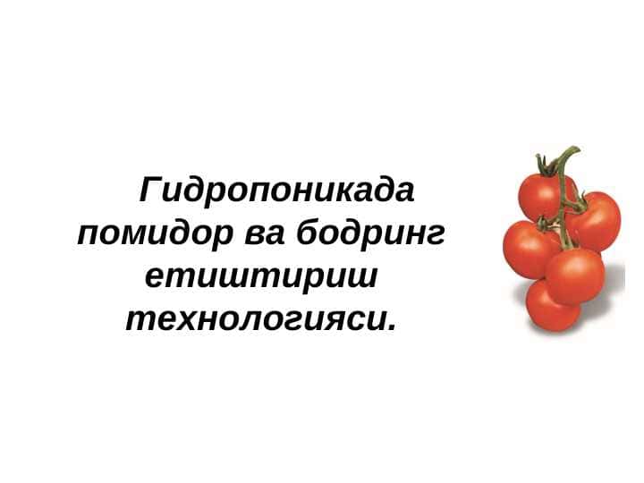 Гидропоникада помидор ва бодринг етиштириш технологияси.