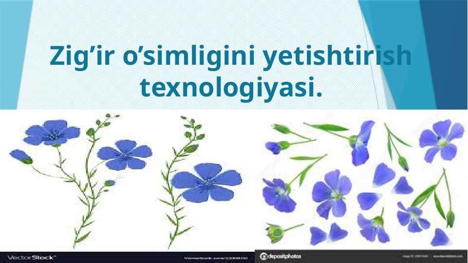 Zig’ir o’simligini yetishtirish texnologiyasi.