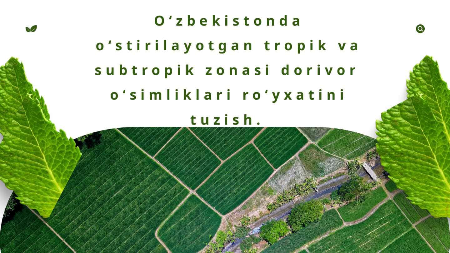 Oʻzbekistonda oʻstirilayotgan tropik va subtropik zonasi dorivor oʻsimliklari roʻyxatini tuzish