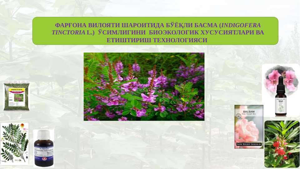 ФАРҒОНА ВИЛОЯТИ ШАРОИТИДА БЎЁҚЛИ БАСМА (INDIGOFERA TINCTORIA L.) ЎСИМЛИГИНИ БИОЭКОЛОГИК ХУСУСИЯТЛАРИ ВА ЕТИШТИРИШ ТЕХНОЛОГИЯСИ