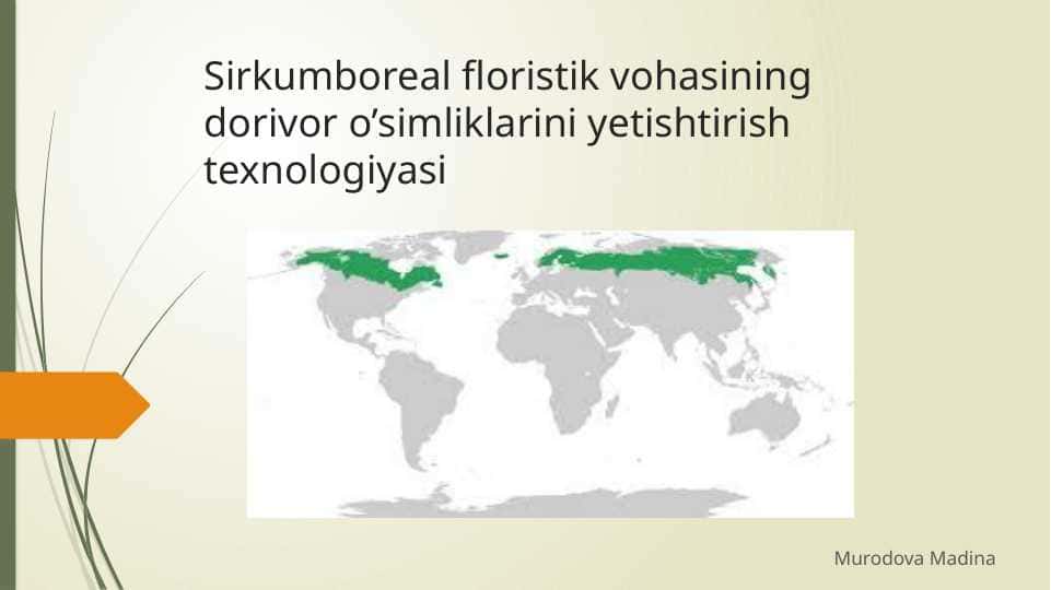 Sirkumboreal floristik vohasining dorivor o’simliklarini yetishtirish texnologiyasi