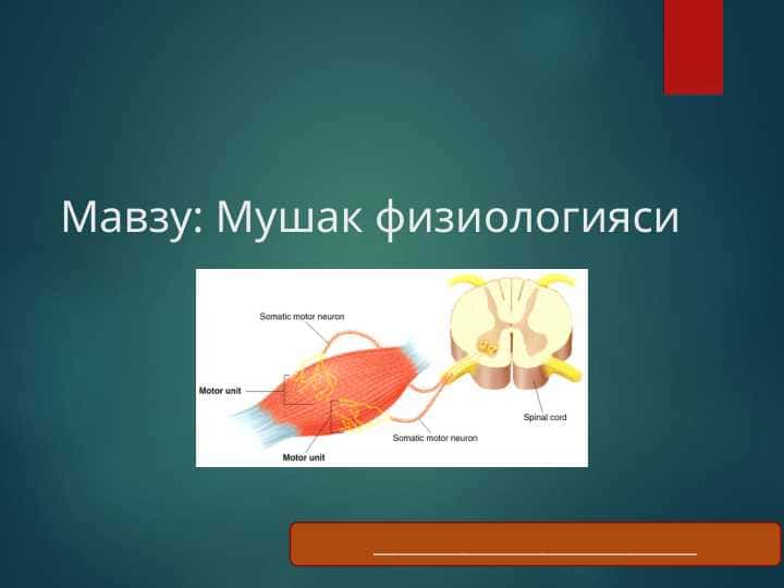 Мушак физиологияси