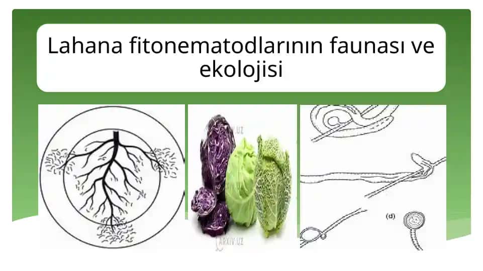 Lahana fitonematodlarının faunası ve ekolojisi