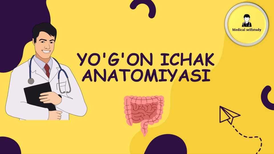 Yo'g'on ichak anatomiyasi