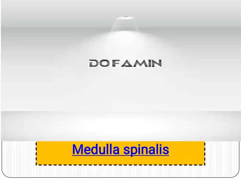 Medulla spinalis