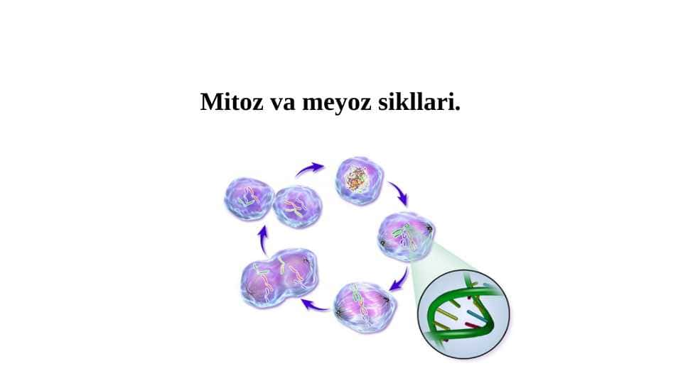 Mitoz va meyoz sikllari.