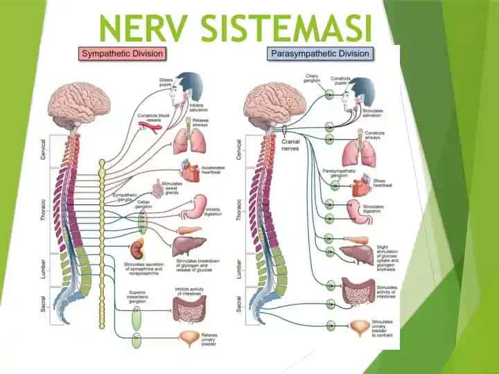 Nerv sistemasi, Neyronlar, Markaziy nerv sistemasi нерв системаси нейронлар марказий нерв системаси