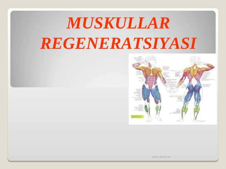 MUSKULLAR REGENERATSIYASI