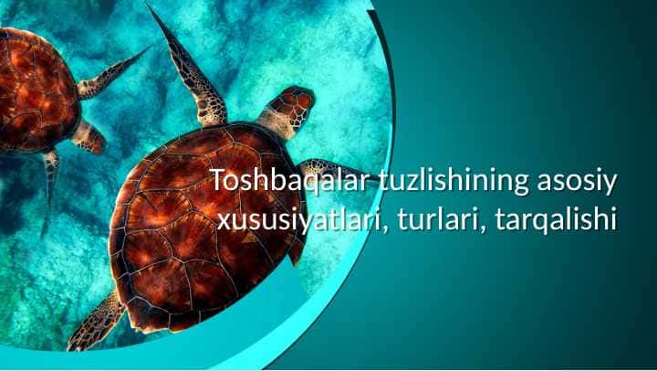 Toshbaqalar tuzlishining asosiy xususiyatlari, turlari, tarqalishi