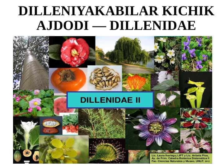 DILLENIYAKABILAR KICHIK AJDODI — DILLENIDAE